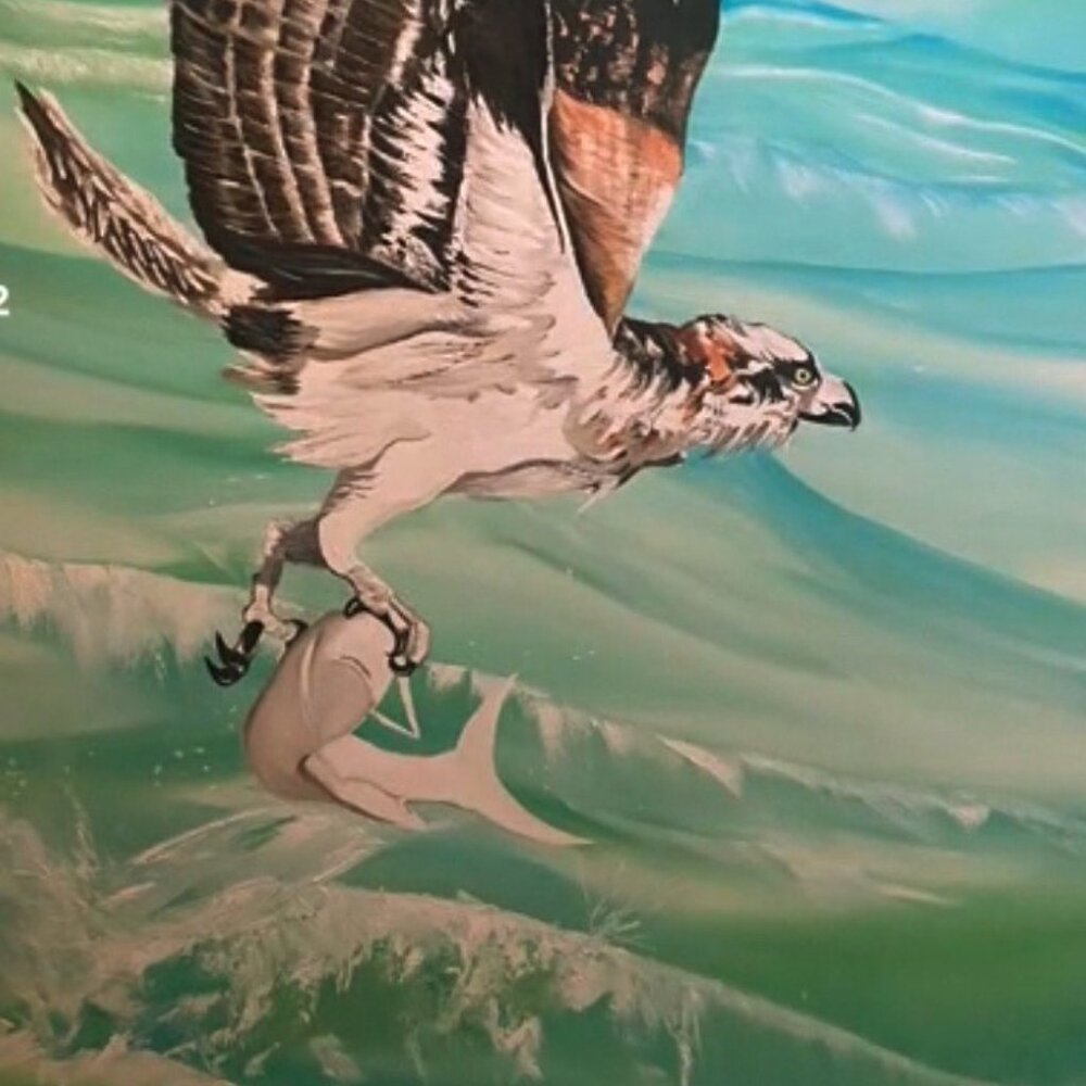 Sea Eagle In Flight - Picture 4 of 4